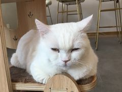 -飞行喵MR PILOT|猫舍·猫咖(静安大融城店)
