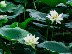 -紫荆山公园