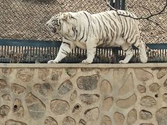 -大连森林动物园