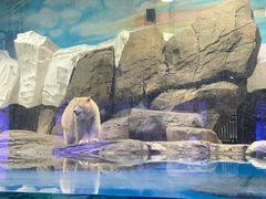 -海合安武汉极地海洋公园