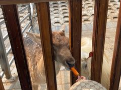 -北京鹿世界主题园