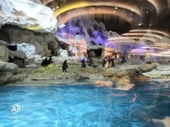 -珠海横琴长隆《卡卡虎奇遇记》