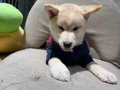-逗柴咖啡屋·狗咖猫咖宠物桌游
