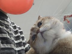 -楼上猫咖(罗湖店)