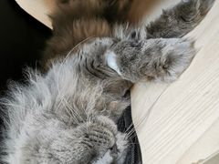 -瑞派宠物医院·24h·骨外科·皮肤科·全科宠物医疗转诊中心(沈阳浑南院)