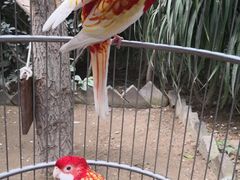 -南宫五洲植物乐园