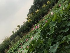 -东郊湿地公园