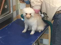 -米苏动物医院·犬猫专科·骨科外科内窥镜
