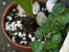 -本無咖啡·BeanWood Coffee