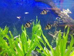 -沙沙哗啦海洋馆(华宇百花谷店)