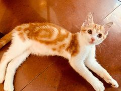 -必胜客(百联又一城店)