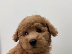 -心仪动物医院·牙专科·肿瘤·心脏科(西客站院)