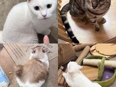 -泰国佛·塔罗·泰牌狐仙古曼