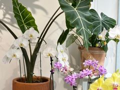 -Gigi Florist·Dk Coffee