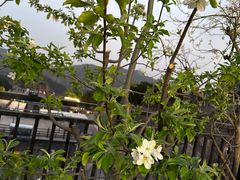 -梨木台悦来客农家院