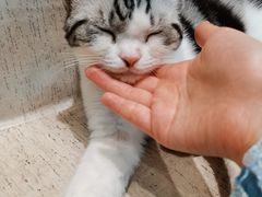 -藏猫猫咖啡主题馆(中央大道店)