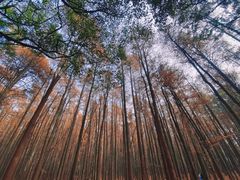 -上海共青森林公园