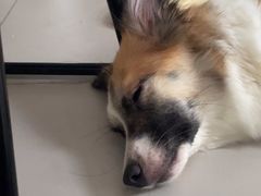 -帕帕拉兹宠物(亚洲旗舰店)