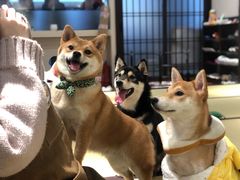 -逗柴咖啡屋·狗咖猫咖宠物桌游