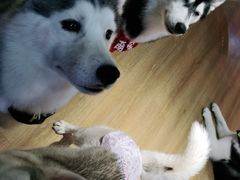 -Husky Go! 哈士奇体验馆·宠物咖啡厅狗咖