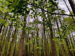 -上海共青森林公园