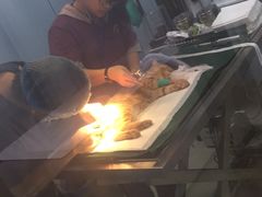 -美联众合宠物医院·爱萌分院·内外科·猫科中心