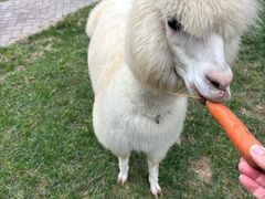 -廊坊固安福朋喜来登酒店