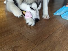 -Husky Go! 哈士奇体验馆·宠物咖啡厅狗咖