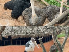 -云南野生动物园