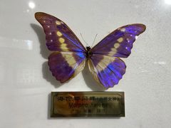 -上海昆虫博物馆