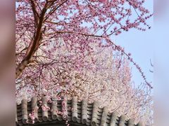 -桃花堤公园