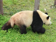 -卧龙中华大熊猫苑神树坪基地