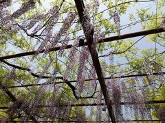 -嘉定紫藤园