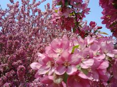 -海棠花溪(元大都城垣遗址公园)