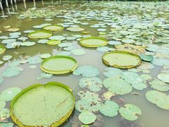 -大湾区中央湿地公园