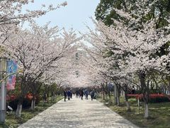 -高东镇樱花园