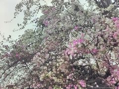 -深圳国际园林花卉博览园