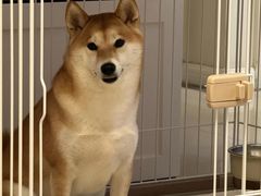 -翊宠yipet猫狗购宠庄园犬舍•猫舍