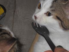-楼上猫咖(罗湖店)
