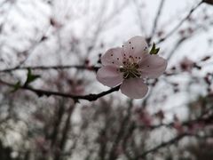 -秀丽东方