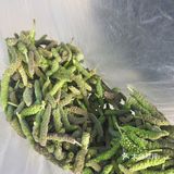 春天的冬虫夏草你一定没吃过！