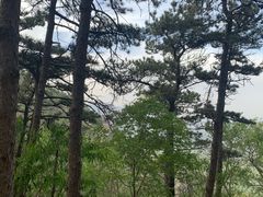 -北京鹫峰国家森林公园