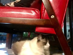 -咖法森林·咖啡  酒吧(天河店)