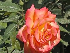 -醉炫音速烧烤·干煸菜(沙河总店)