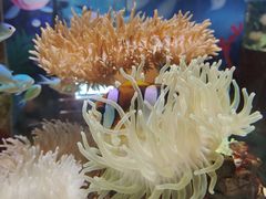 -太平洋海底世界