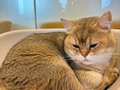 -有喵·猫咖·狗咖·30几只猫10只小狗(岗厦店)
