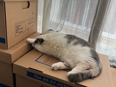 -申普宠物医院·眼科·心内科·影像科(普陀分院)