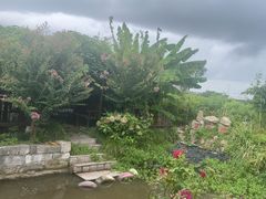 -樂桃源奉贤黄桃种植采摘基地