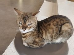 -飞行喵MR PILOT|猫舍·猫咖(静安大融城店)