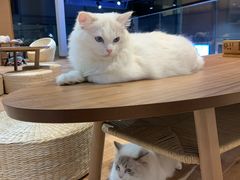 -瞄一喵猫咖(格力海岸店)